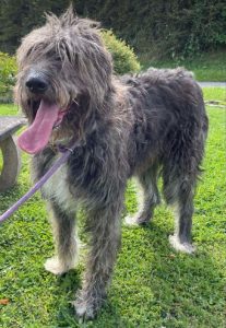 Lacey a brown and white Romanian rescue dog | 1 Dog at a Time Rescue UK