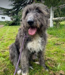 Lacey a brown and white Romanian rescue dog | 1 Dog at a Time Rescue UK
