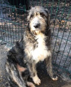 Lacey a brown and white Romanian rescue dog | 1 Dog at a Time Rescue UK