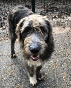 Lacey a brown and white Romanian rescue dog | 1 Dog at a Time Rescue UK