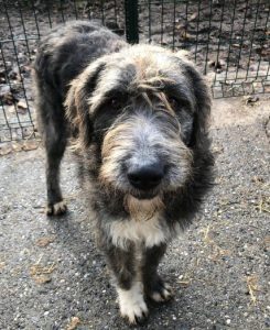 Lacey a brown and white Romanian rescue dog | 1 Dog at a Time Rescue UK