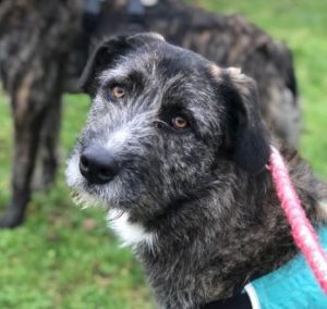 Libby a brown and white Romanian rescue dog | 1 Dog at a Time Rescue UK