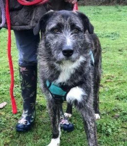 Libby a brown and white Romanian rescue dog | 1 Dog at a Time Rescue UK