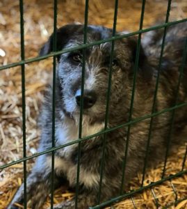 Libby a brown and white Romanian rescue dog | 1 Dog at a Time Rescue UK