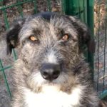 Libby a brown and white Romanian rescue dog | 1 Dog at a Time Rescue UK