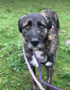 Lola a brown and white Romanian rescue dog | 1 Dog at a Time Rescue UK