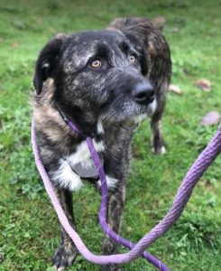 Lola a brown and white Romanian rescue dog | 1 Dog at a Time Rescue UK