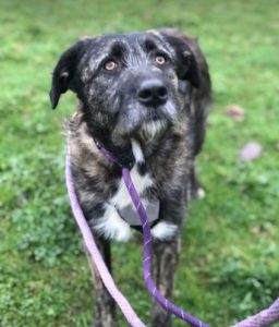 Lola a brown and white Romanian rescue dog | 1 Dog at a Time Rescue UK