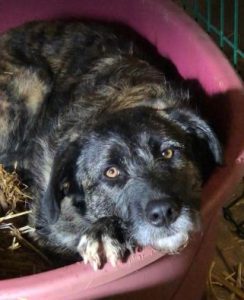 Lola a brown and white Romanian rescue dog | 1 Dog at a Time Rescue UK