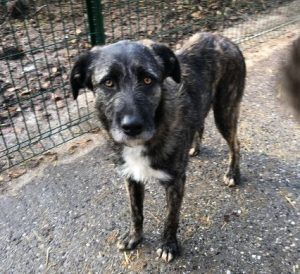 Lola a brown and white Romanian rescue dog | 1 Dog at a Time Rescue UK