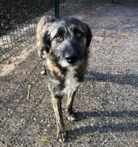 Lola a brown and white Romanian rescue dog | 1 Dog at a Time Rescue UK