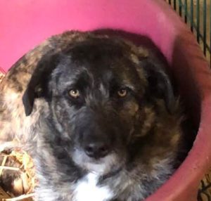 Lola a brown and white Romanian rescue dog | 1 Dog at a Time Rescue UK