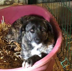 Lola a brown and white Romanian rescue dog | 1 Dog at a Time Rescue UK