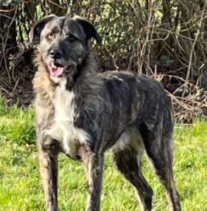 Lola a brown and white Romanian rescue dog | 1 Dog at a Time Rescue UK