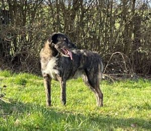 Lola a brown and white Romanian rescue dog | 1 Dog at a Time Rescue UK