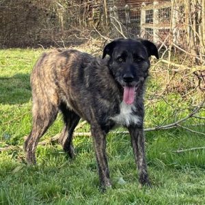 Lola a brown and white Romanian rescue dog | 1 Dog at a Time Rescue UK