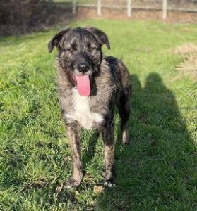 Lola a brown and white Romanian rescue dog | 1 Dog at a Time Rescue UK