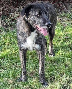 Lola a brown and white Romanian rescue dog | 1 Dog at a Time Rescue UK