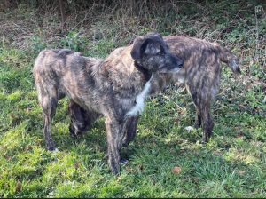 Lola a brown and white Romanian rescue dog | 1 Dog at a Time Rescue UK