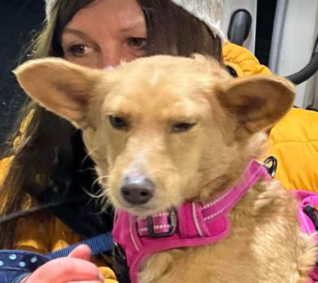 Lucky a tan rescue dog 1_1 dog at a time rescue UK Lucky a faun Romanian rescue dog | 1 Dog at a Time Rescue UK