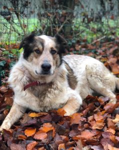Marty a brown and white Romanian rescue dog | 1 Dog at a Time Rescue UK