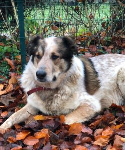 Marty a brown and white Romanian rescue dog | 1 Dog at a Time Rescue UK