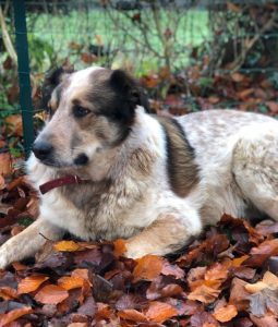 Marty a brown and white Romanian rescue dog | 1 Dog at a Time Rescue UK