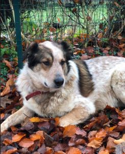 Marty a brown and white Romanian rescue dog | 1 Dog at a Time Rescue UK