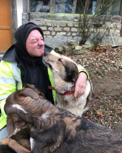 Marty a brown and white Romanian rescue dog | 1 Dog at a Time Rescue UK