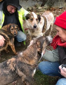 Marty a brown and white Romanian rescue dog | 1 Dog at a Time Rescue UK