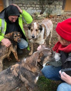 Marty a brown and white Romanian rescue dog | 1 Dog at a Time Rescue UK