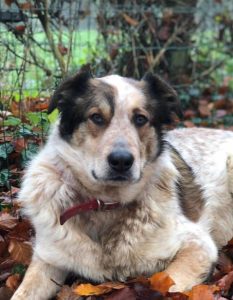 Marty a brown and white Romanian rescue dog | 1 Dog at a Time Rescue UK