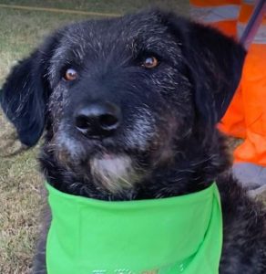 Miro a black rescue dog | 1 dog at a time rescue UK