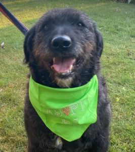Miro a black rescue dog | 1 dog at a time rescue UK