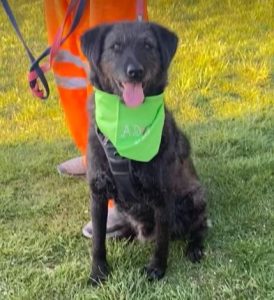 Miro a black rescue dog | 1 dog at a time rescue UK