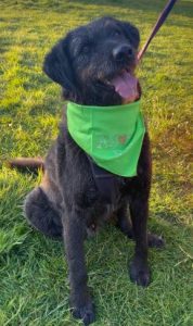 Miro a black rescue dog | 1 dog at a time rescue UK