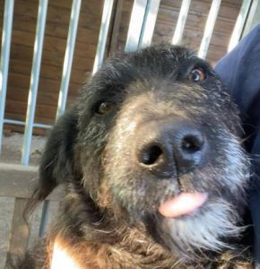 Miro a black rescue dog | 1 dog at a time rescue UK