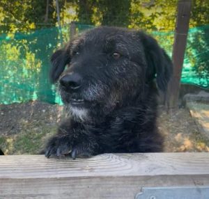 Miro a black rescue dog | 1 dog at a time rescue UK