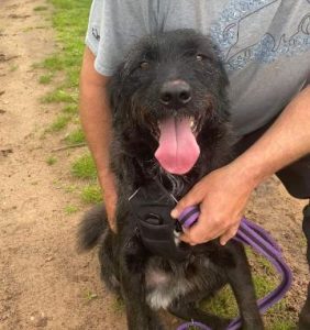 Miro a black rescue dog | 1 dog at a time rescue UK