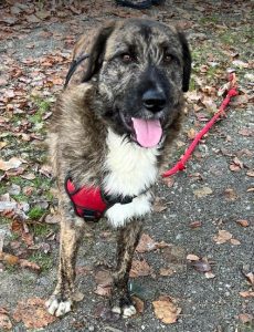 Ollie a brown and white Romanian rescue dog | 1 Dog at a Time Rescue UK