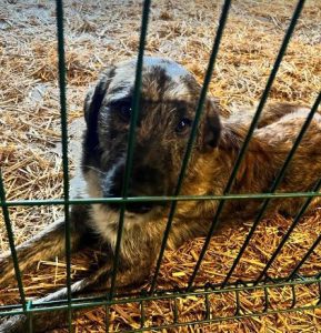 Ollie a brown and white Romanian rescue dog | 1 Dog at a Time Rescue UK