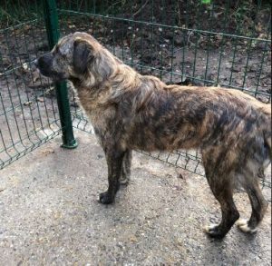 Ollie a brown and white Romanian rescue dog | 1 Dog at a Time Rescue UK