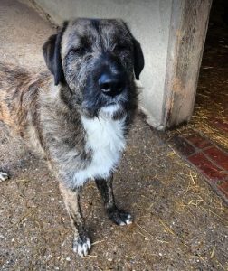 Ollie a brown and white Romanian rescue dog | 1 Dog at a Time Rescue UK