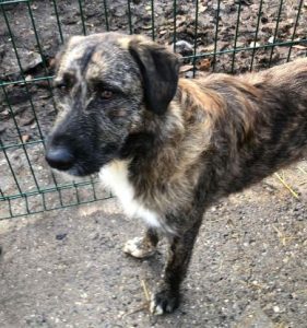 Ollie a brown and white Romanian rescue dog | 1 Dog at a Time Rescue UK