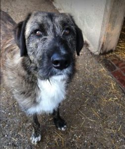 Ollie a brown and white Romanian rescue dog | 1 Dog at a Time Rescue UK