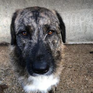 Ollie a brown and white Romanian rescue dog | 1 Dog at a Time Rescue UK