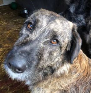 Ollie a brown and white Romanian rescue dog | 1 Dog at a Time Rescue UK