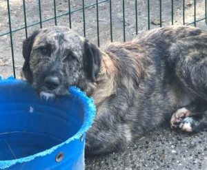 Ollie a brown and white Romanian rescue dog | 1 Dog at a Time Rescue UK