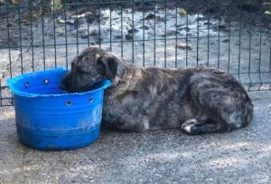 Ollie a brown and white Romanian rescue dog | 1 Dog at a Time Rescue UK