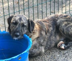 Ollie a brown and white Romanian rescue dog | 1 Dog at a Time Rescue UK